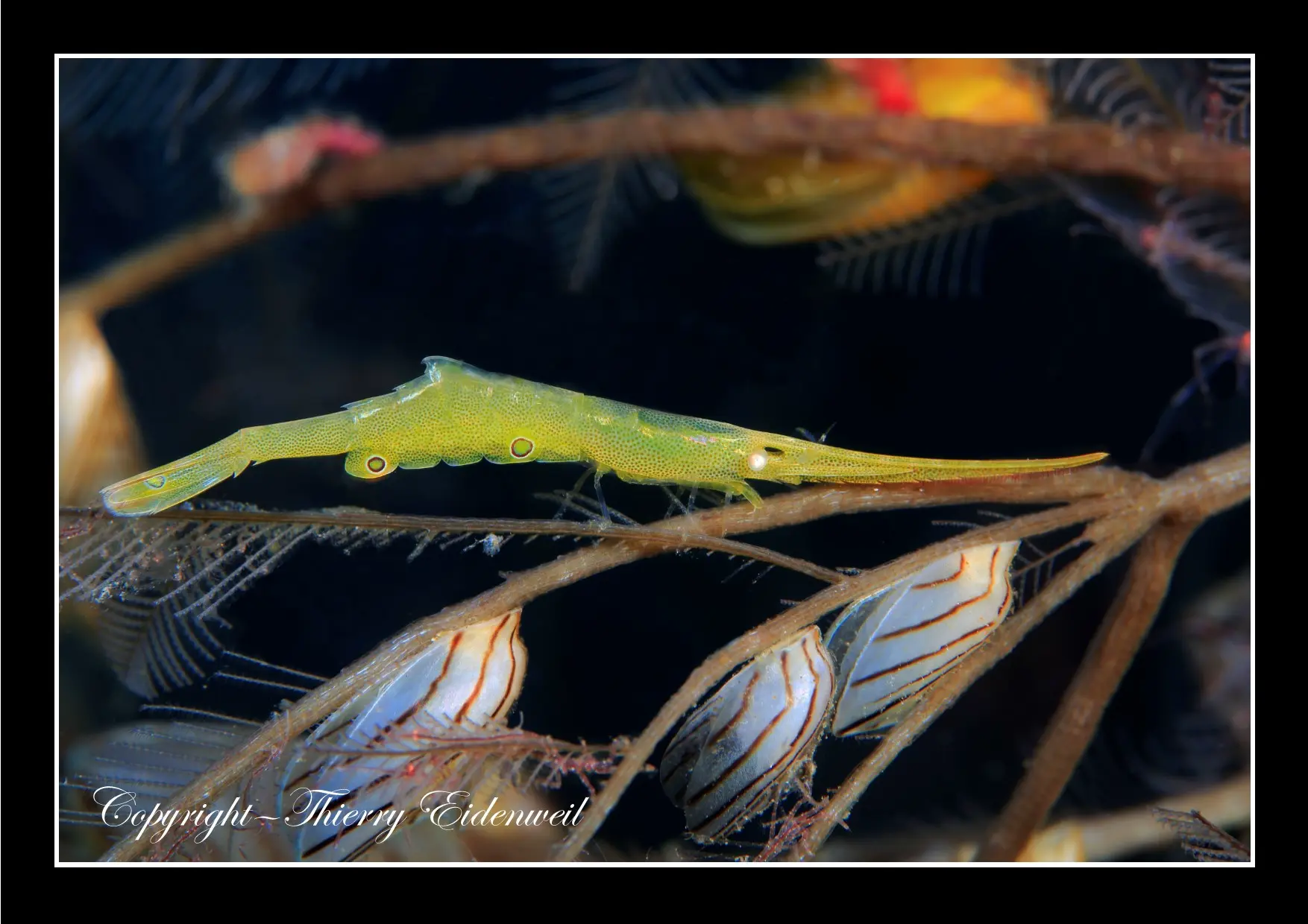 Anilao Macro Dive Media Highlight